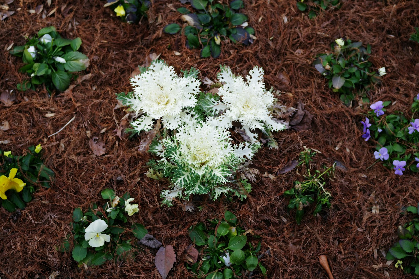 Front-yard flower bed mulched in dark hardwood with seasonal plantings.