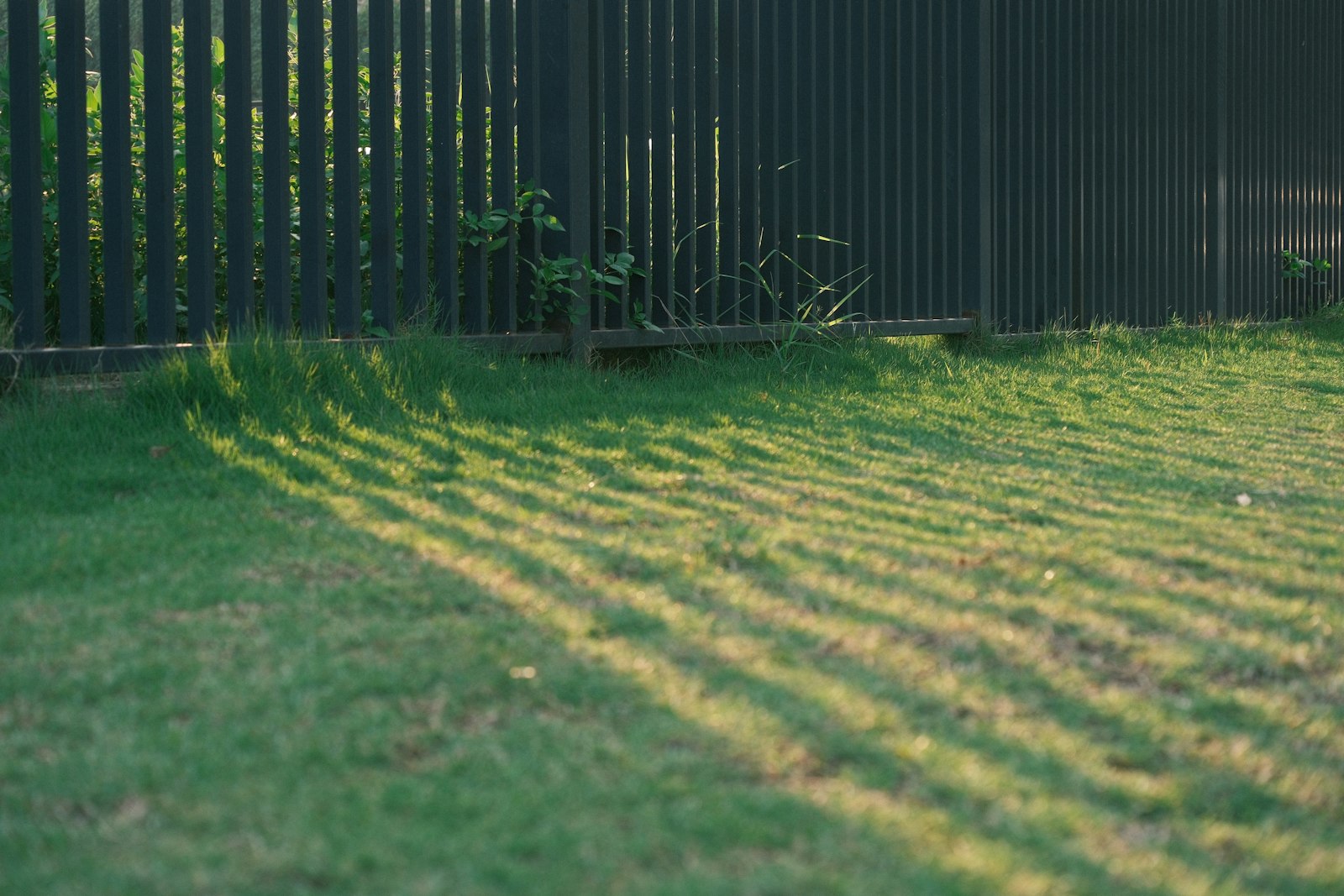 Mowed stripes catching late-afternoon sun along a wooden privacy fence.